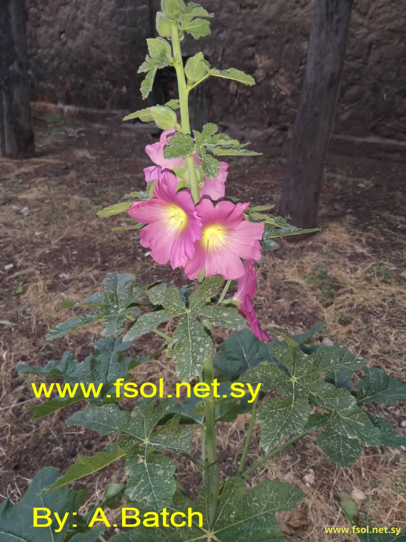 Alcea setosa (Boiss.) Alef.